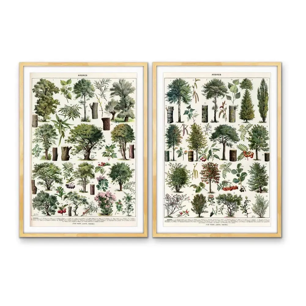 Arbres - Two Piece Vintage Tree Illustration Set by Adolphe Millott- Stretched Canvas or Art Print Set