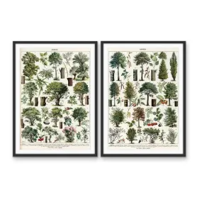 Arbres - Two Piece Vintage Tree Illustration Set by Adolphe Millott- Stretched Canvas or Art Print Set