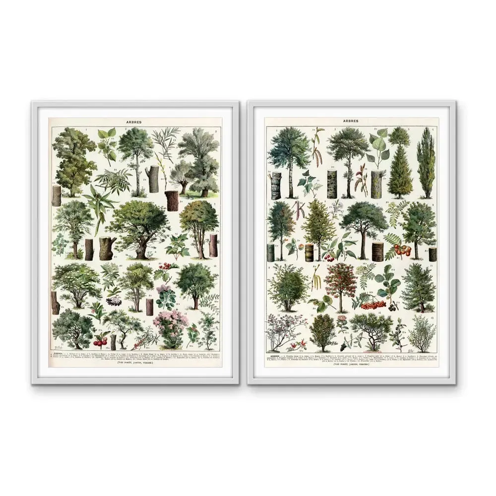 Arbres - Two Piece Vintage Tree Illustration Set by Adolphe Millott- Stretched Canvas or Art Print Set